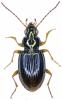 Bembidion deletum